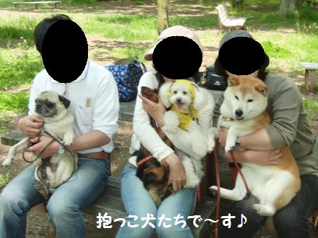 抱っこ犬