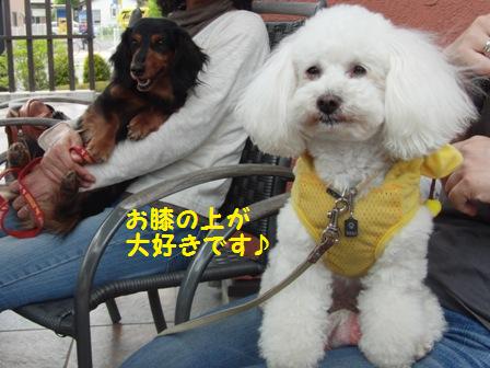 ひざの上