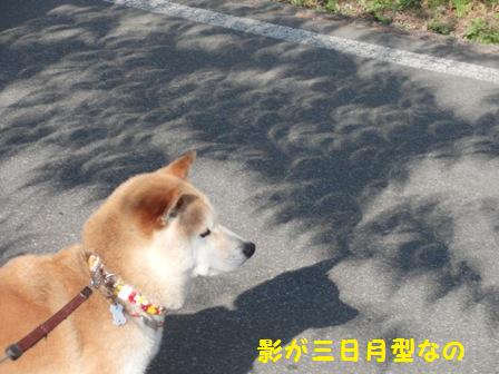 三日月型