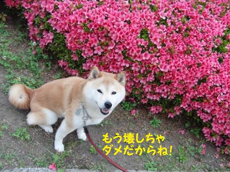 三枚目