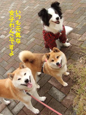 女子わんこ
