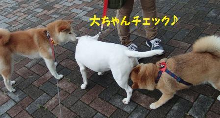 チェック