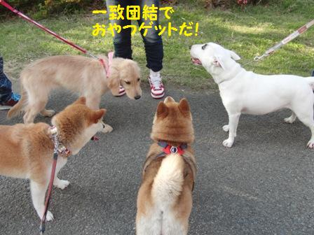 わんこ会議