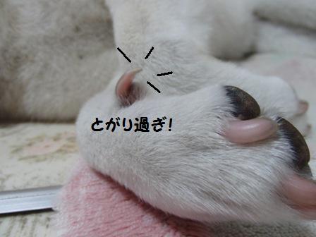 するどい