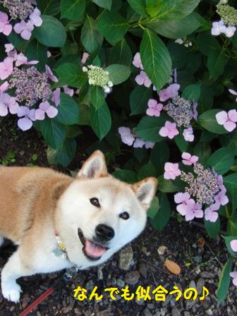 似合う