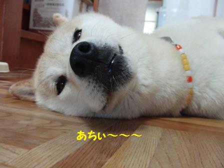 あちぃ~