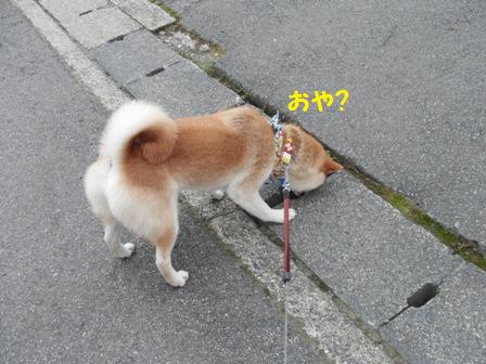 おや?