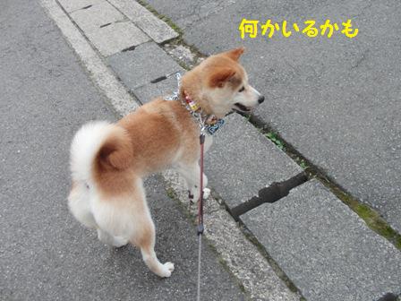 何かいる