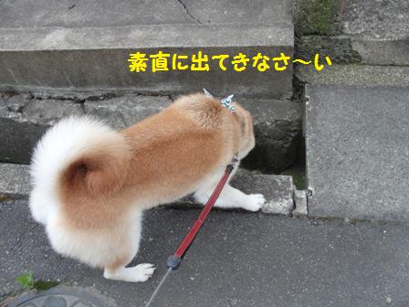出て来なさい