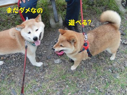 遊べる?