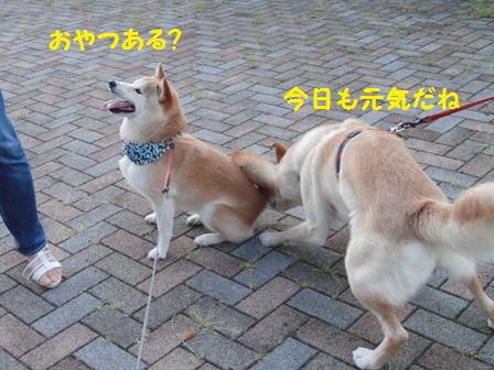 おやつ