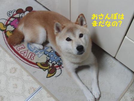 おさんぽは?