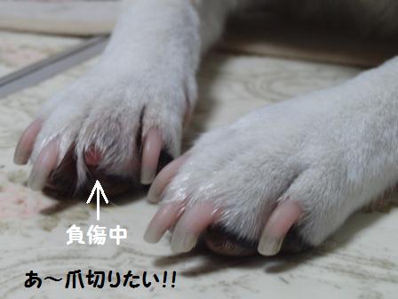 つめ