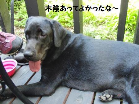 木陰