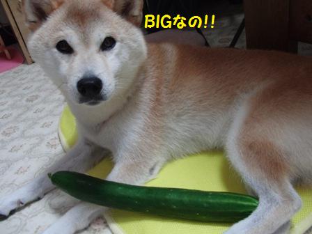 BIG