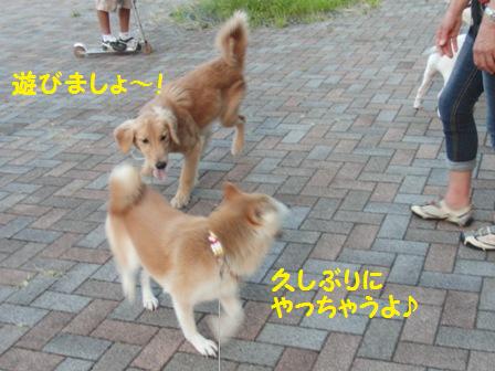 遊びましょう