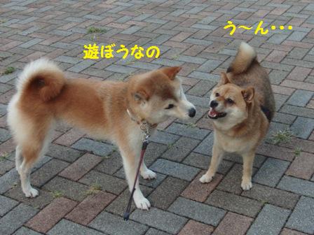 遊ぼう
