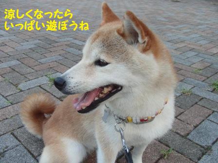 涼しくなったら