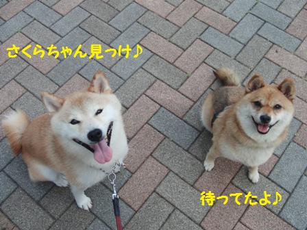 さくらちゃん