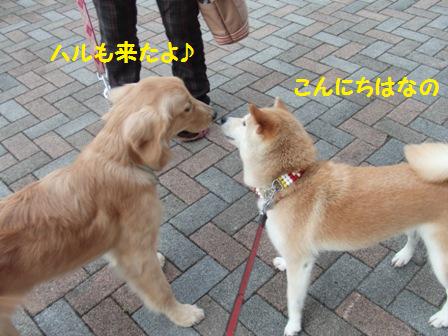 ハルちゃん