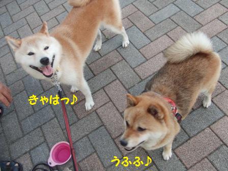 さくらちゃん
