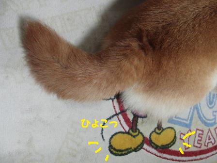 ひょこっ