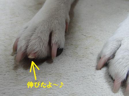 ツメ