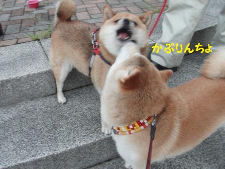 かぷりんちょ