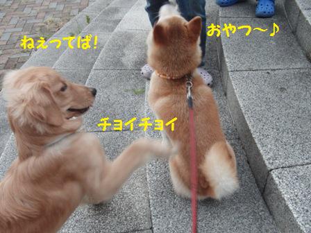 ちょいちょい