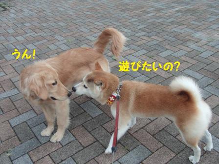遊びたい