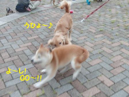 GO!