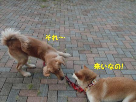 来いなの