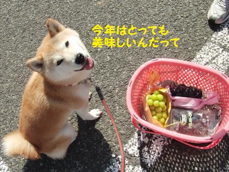 美味しいぶどう