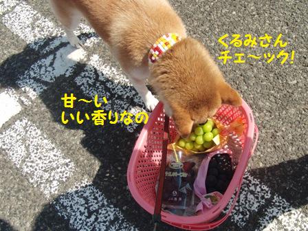 くるみさんチェック