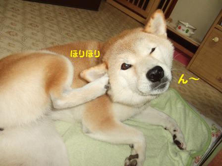 ホリホリ