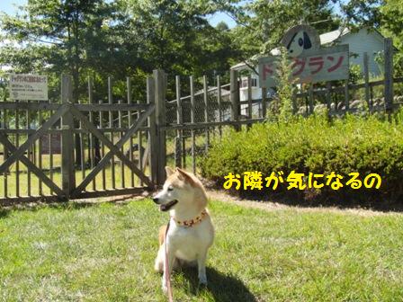 ドッグラン