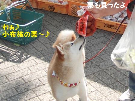 栗