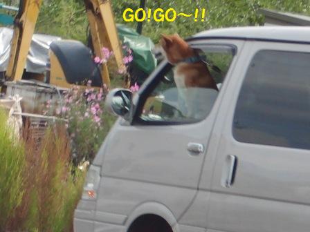 GOGO!