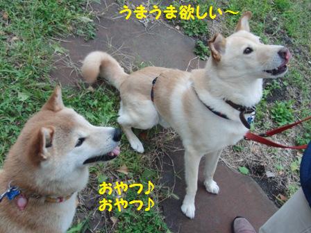 うまうま