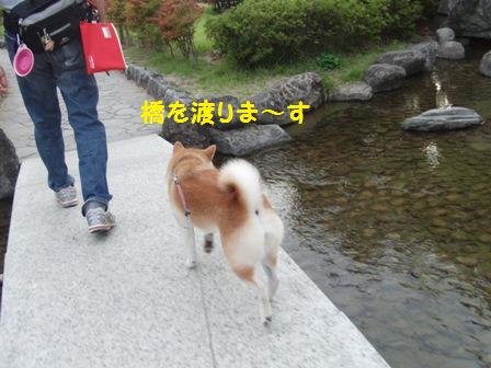 橋