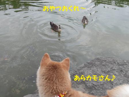 カモ