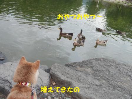 増えた