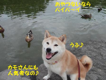 人気者