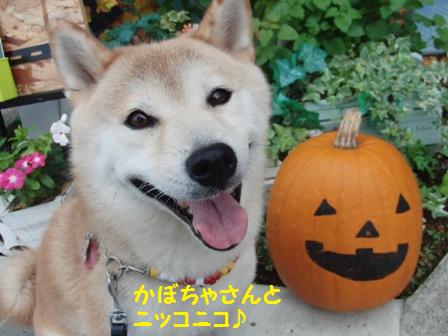 かぼちゃ