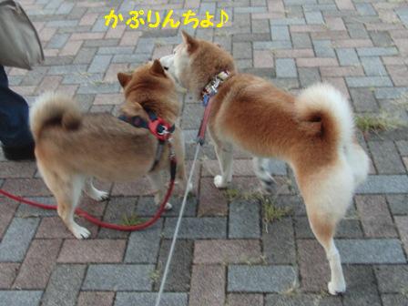 かぷりんちょ