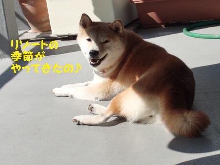 リゾート