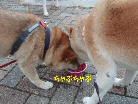 ちゃぷちゃぷ