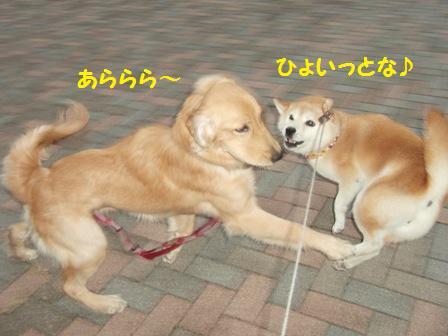 ひょいっとな