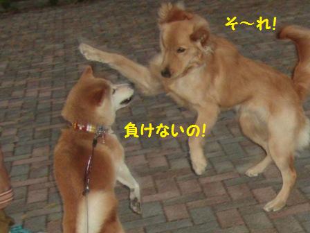 負けないの