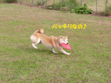 バッチリ